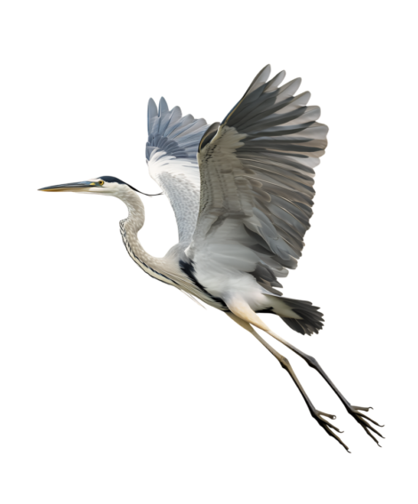 flying-heron-bird-cutout-isolated-on-transparent-background-free-png